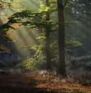 Caddam Light